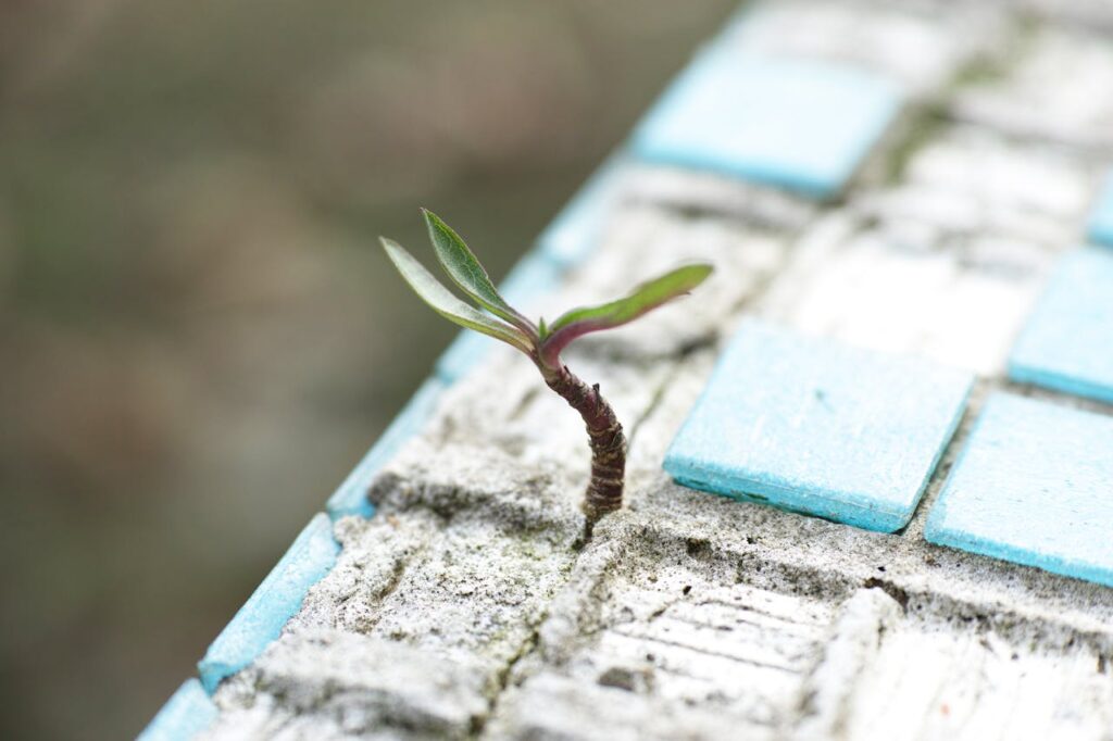 zipwp-image-1438404 Green Leafed Plant on Sand